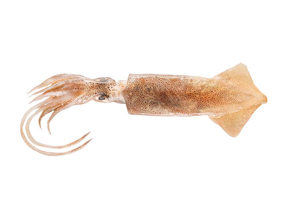 Tintenfisch Patagonia