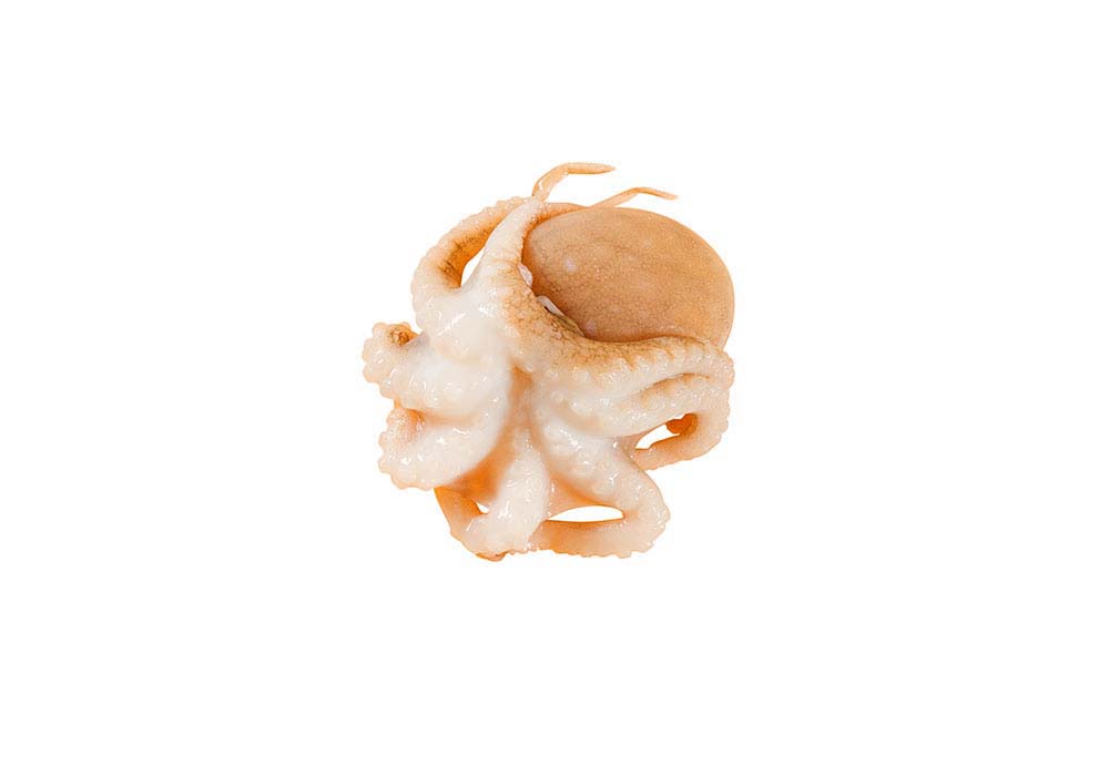 Baby Oktopus