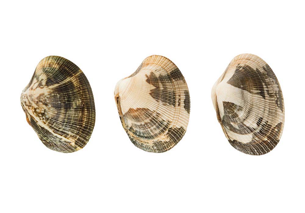 Vongole Veraci groß