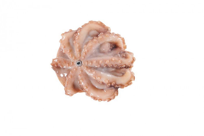 Oktopus - Flower