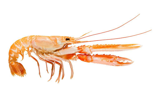 Langostines 4/7 Langostines 4/7