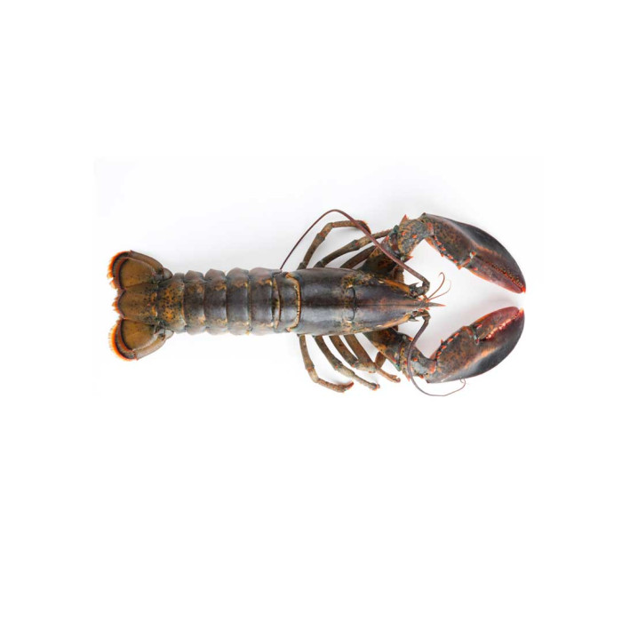 HPP lobster