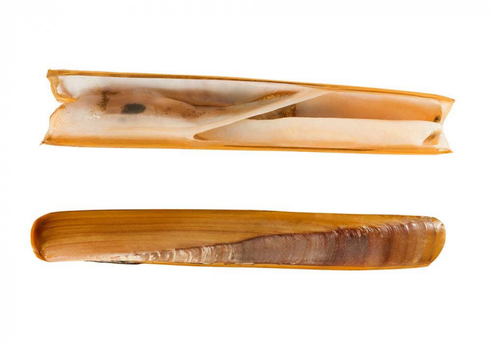 razor clams