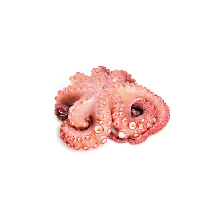 Octopus