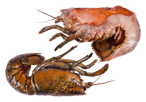 "UHP" half lobster in shell "UHP" half lobster in shell