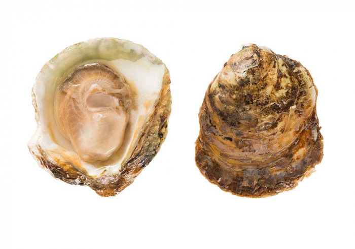 Belon oysters size 1