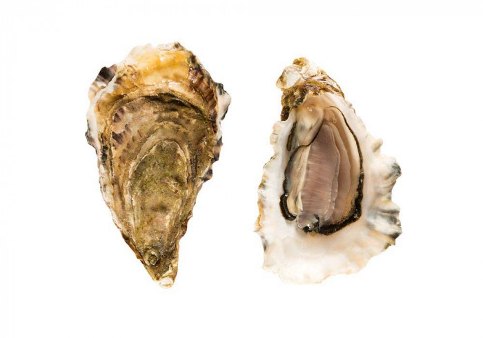 GILLARDEAU oysters no.2