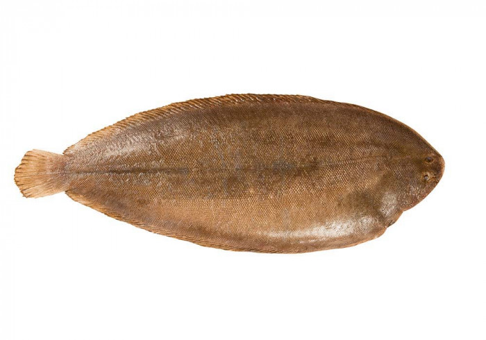 Northsea sole400-500 g