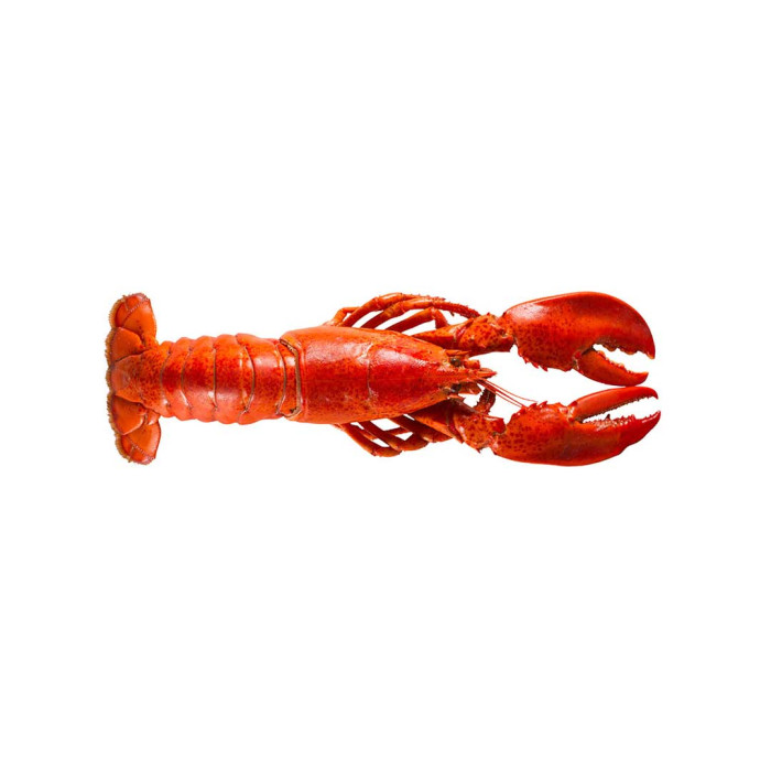 Lobster in iced brine