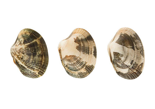 Vongole Veraci Vongole Veraci