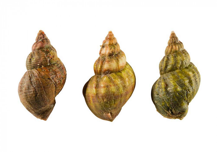 Bulots common whelk