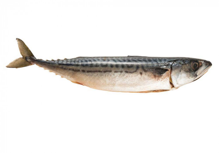 Mackerel