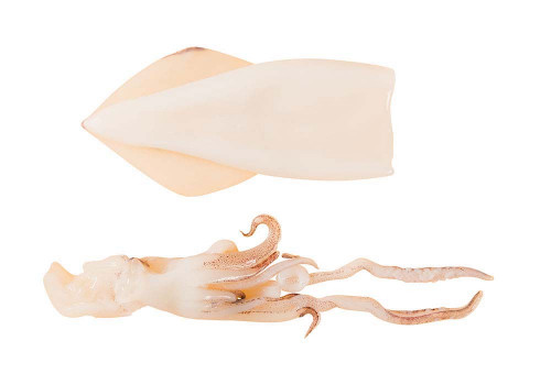 Tintenfisch ganz geputzt 10/20 Tintenfisch ganz geputzt 10/20