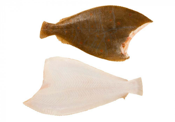 Northsea plaice