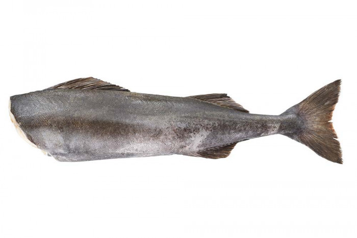 Black Cod Kohlenfisch