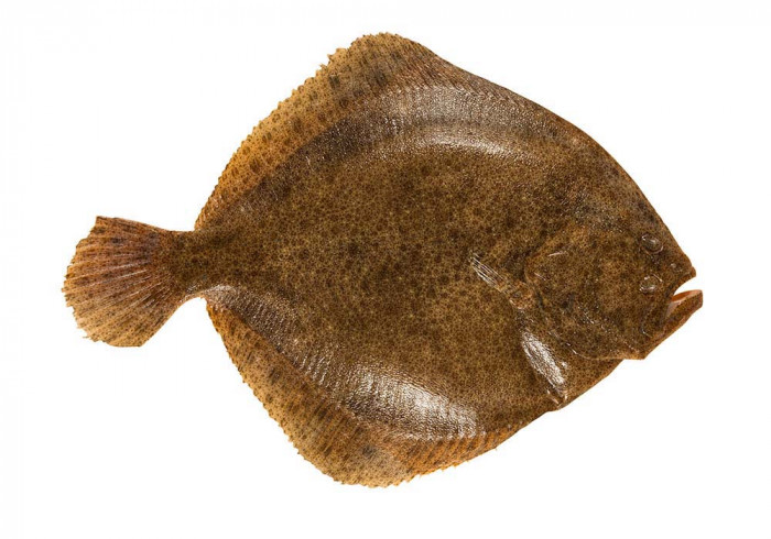 Baby turbot300-500 g